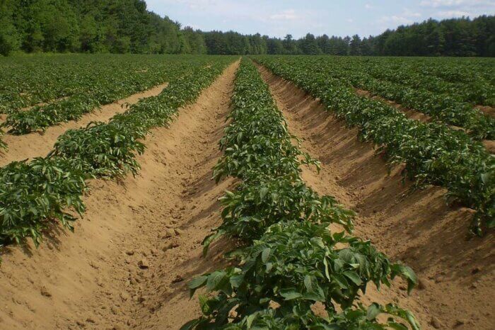 Ein Feld mit Kartoffelpflanzen.