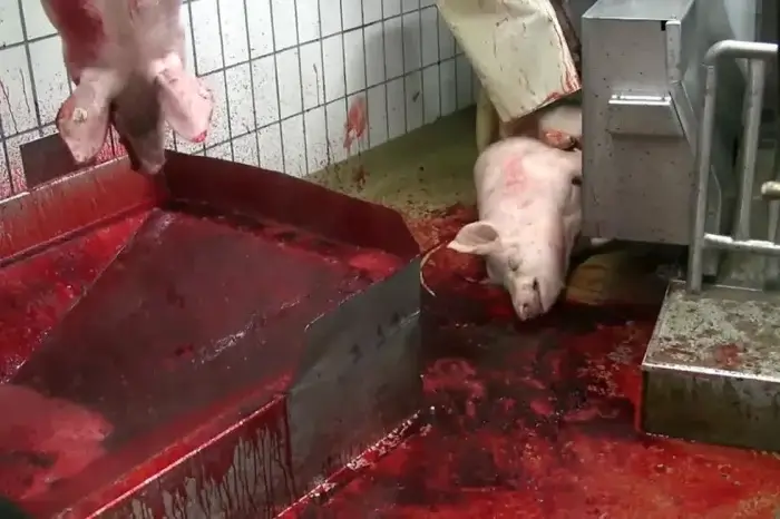 schweine im schlachthaus
