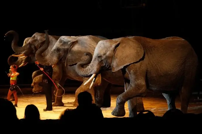 Elefanten müssen im Zirkus unnatürliche Tricks vorführen Elefanten im Zirkus