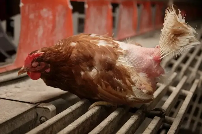 Huhn mit zerrupften Federn auf einer Biofarm