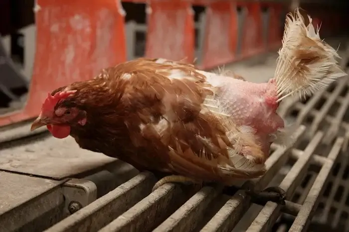 Huhn mit zerrupftem Gefieder auf Biofarm