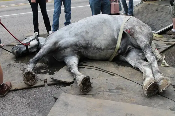 Verletztes Pferd liegt auf dem Boden