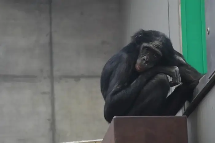 Tiere müssen in Zoos in Gefangenschaft leben Menschenaffe im Zoo
