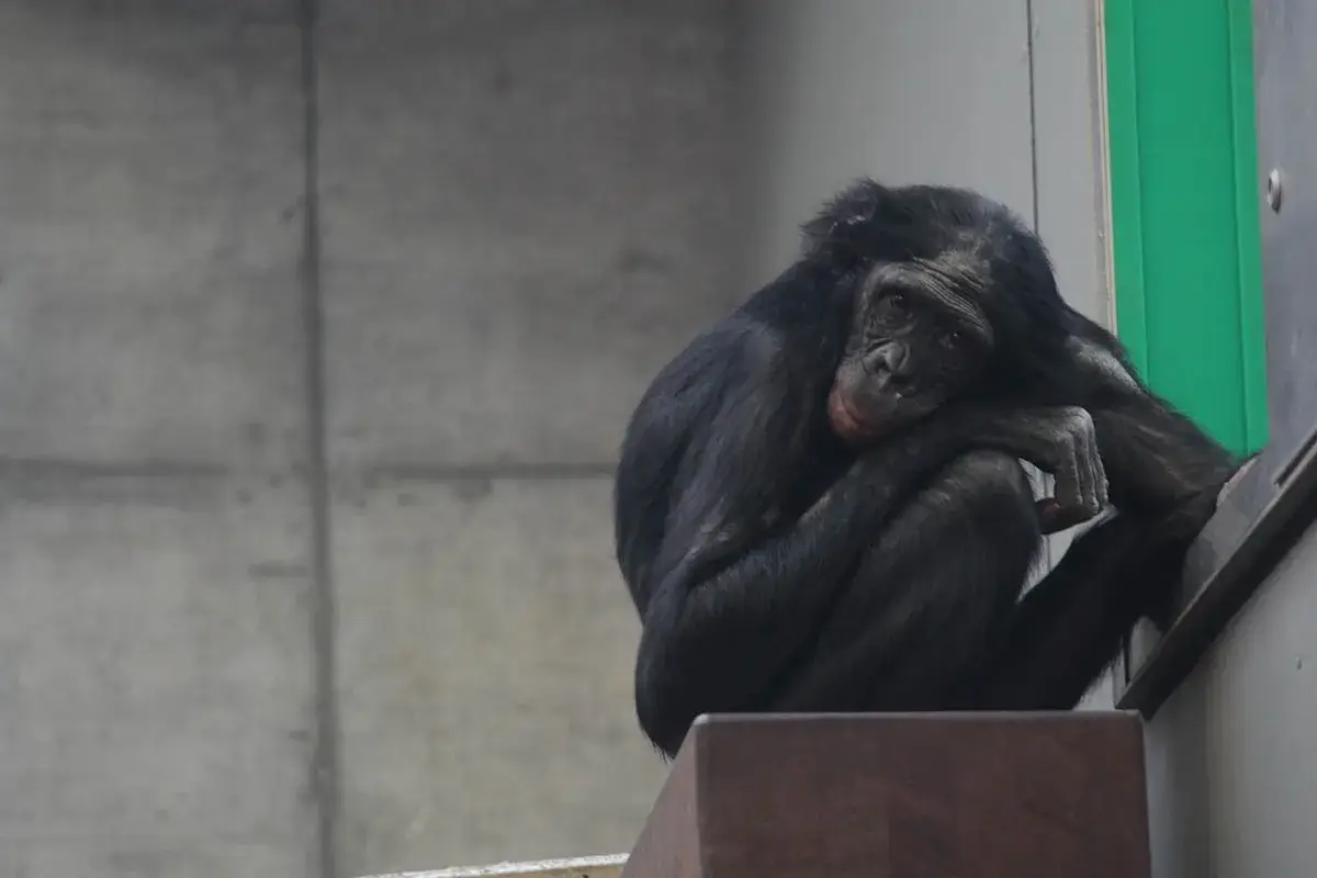 Menschenaffe im Zoo