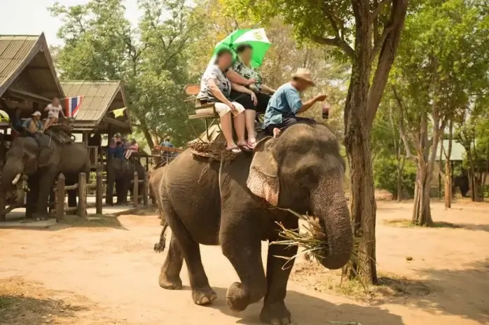Elefantenreiten