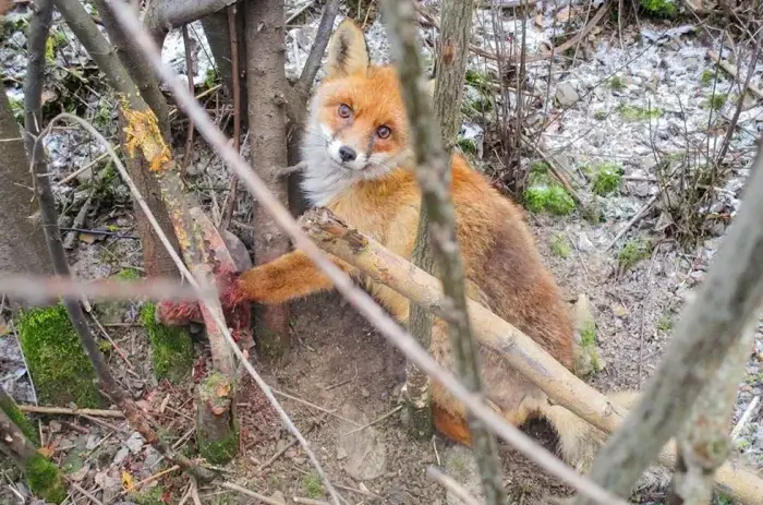 fuchs in einer schlagfalle gefangen