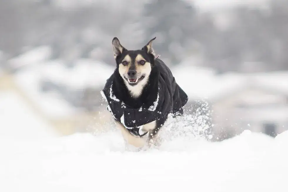 hund mit hundejacke