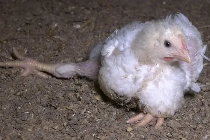 Huhn in der Masttierhaltung