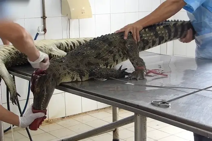 Krokodile werden getötet für ihre Haut