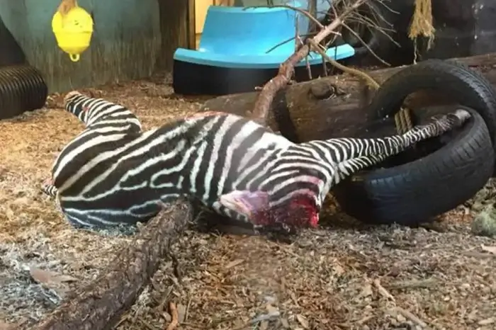 Totes Zebra ohne Kopf im Zoogehege