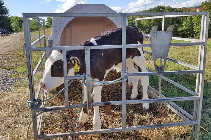 Kalb in einer Kaelberbox