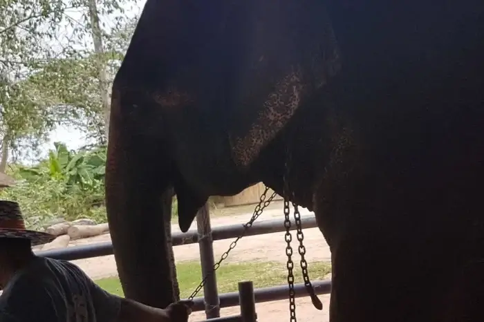 Elefant wird an einer Kette um den Hals gezogen