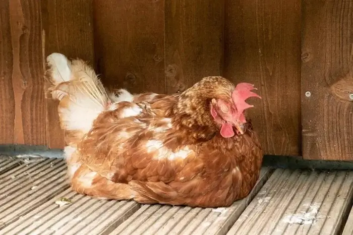 Huhn schlaeft auf Holzboden
