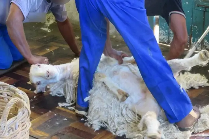 Schaf wird zu Boden gedrueckt und geschoren