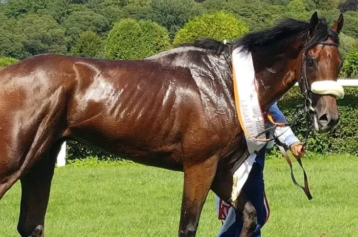 Pferd mit Banderole um den Hals