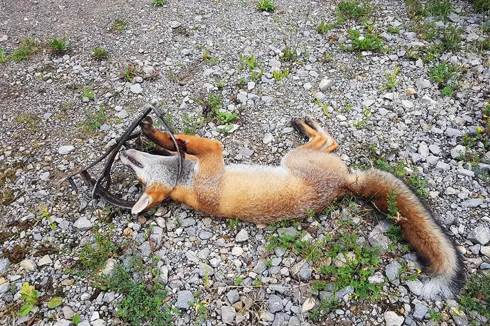 toter fuchs in einer schlagfalle