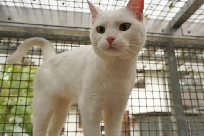 Viele Tiere im Tierheim warten auf ein neues Zuhause Katze im Tierheim