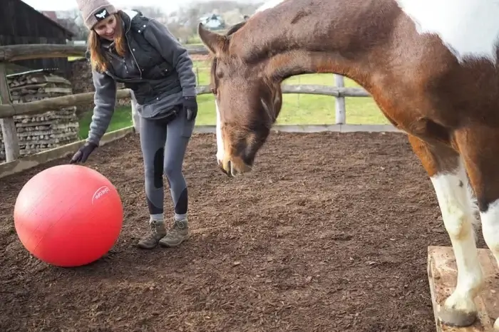 frau trainiert ein pferd mit einem grossen ball