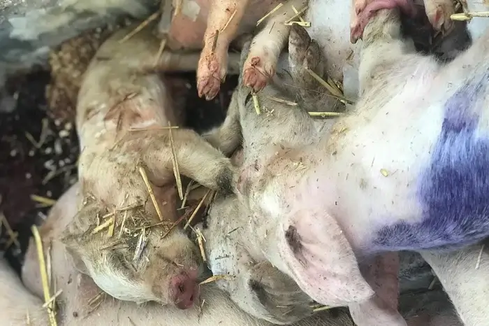 Tote Ferkel in einer Gefriertruhe