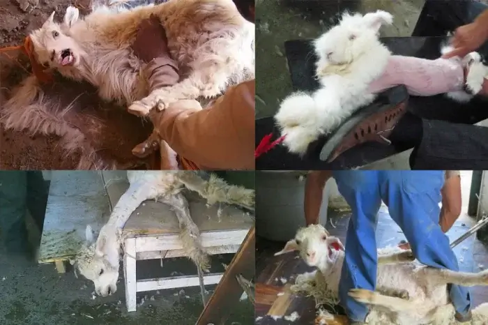 Tiere die fuer Wolle leiden