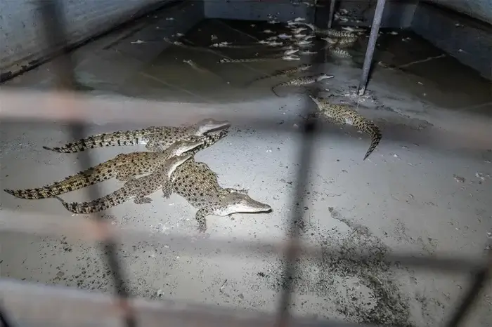 Krokodile im Bunker