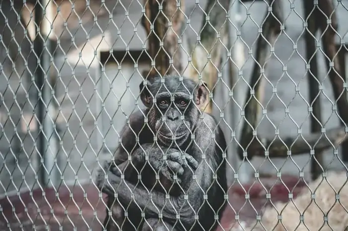 Affe sitzt hinter Gitterzaun im Gehege