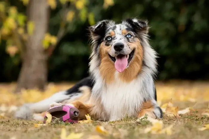 Australian Shepherd