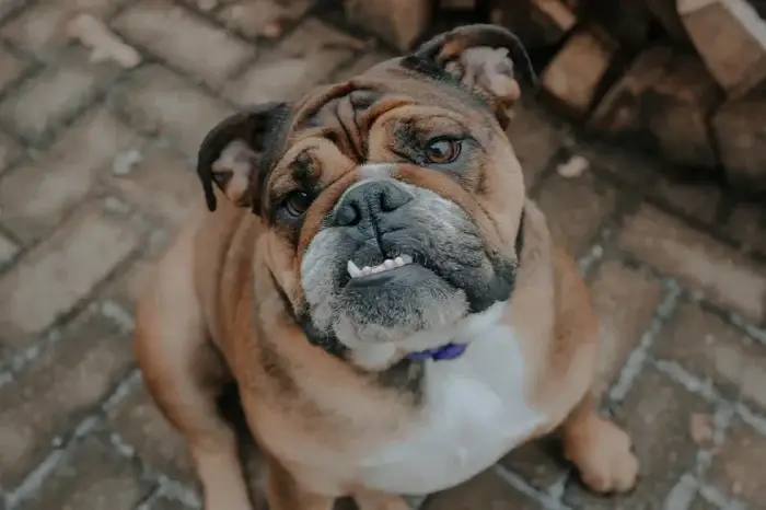 Englische Bulldogge