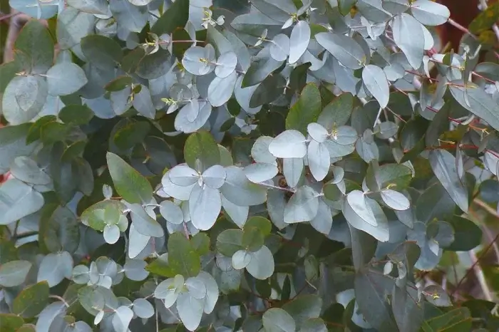 Eucalytpusblaetter