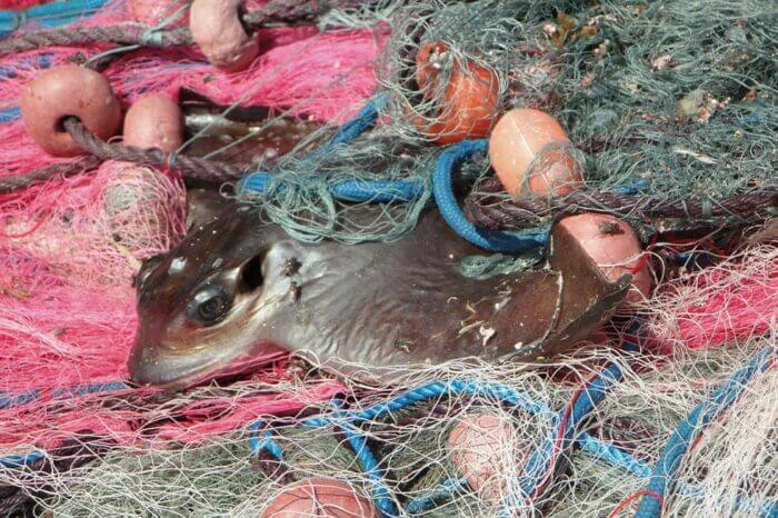 Beim kommerziellen Fischfang landen unzählige Meerestiere als sogenannter Beifang in den Netzen.