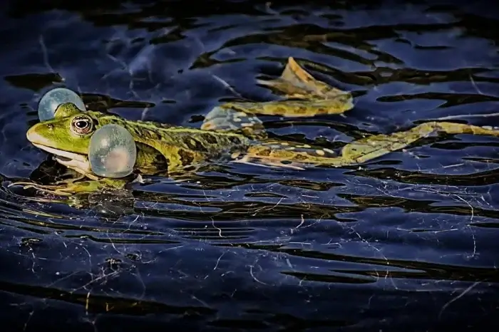 Frosch im Teich