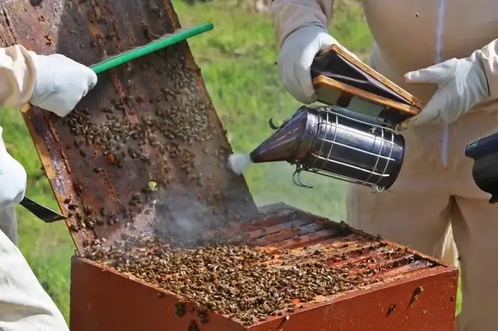 Imker räuchern Bienenstock