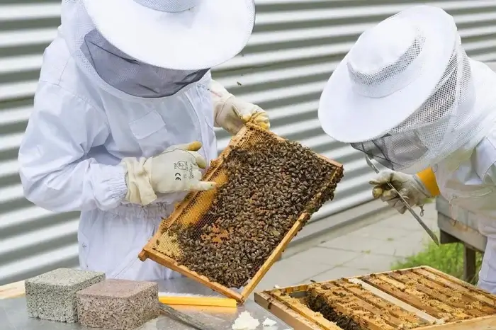 Imker mit Bienenstock