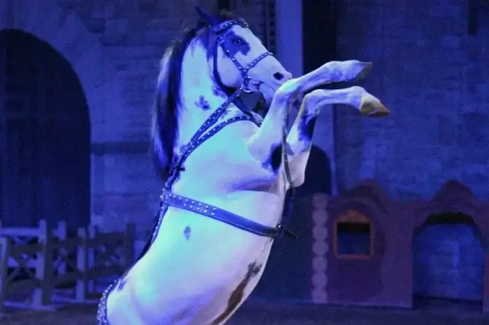 Pferd in einer Zirkusshow