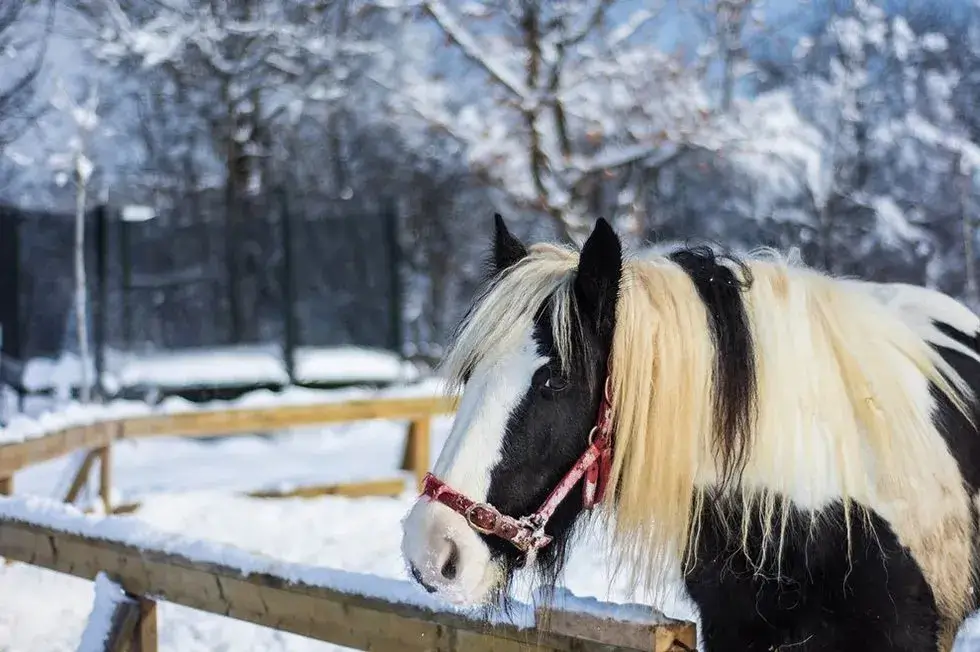 pferd im winter