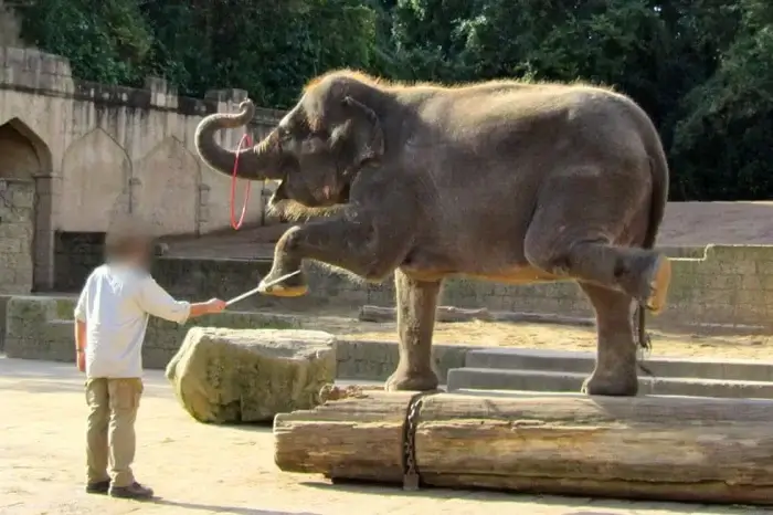 elefant im zoo