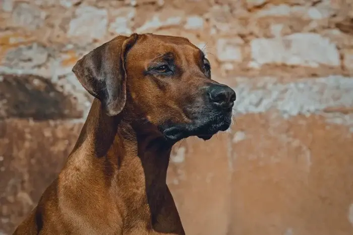 Rhodesian Ridgeback