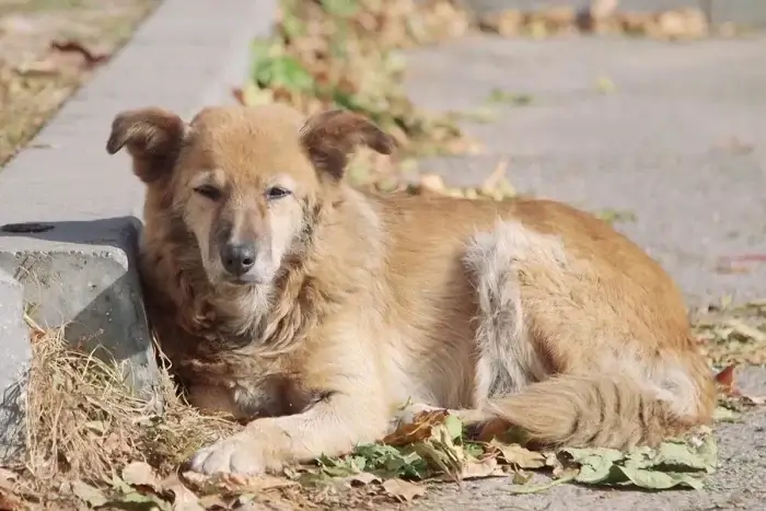 Viele Tiere leben auf der Straße Straßenhund in Rumaenien