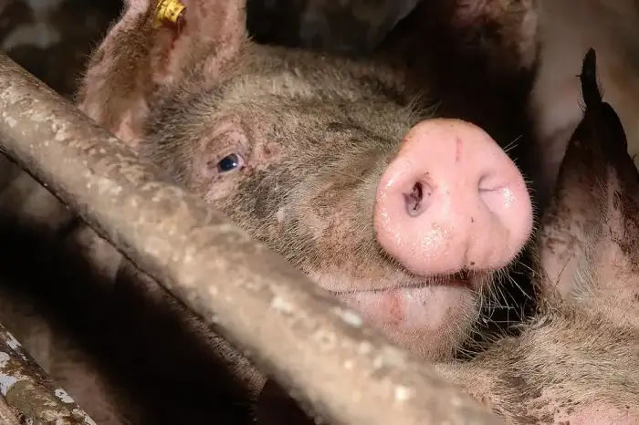 Ein dreckiges Schwein in einer Mastanlage schaut in die Kamera.