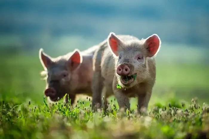 zwei kleine Schweine auf eine gruenen Wiese