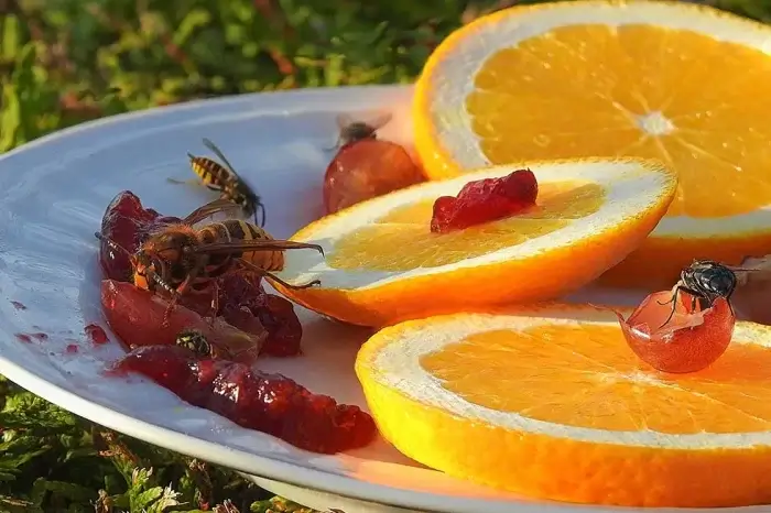 Wespen auf einem Obstteller