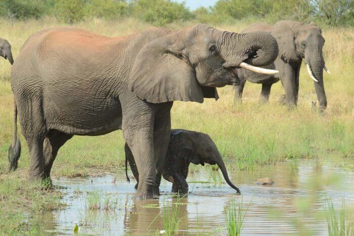 elefantenmutter mit ihrem elefanten baby