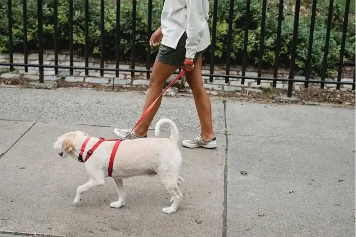 Frau geht mit Hund spazieren.