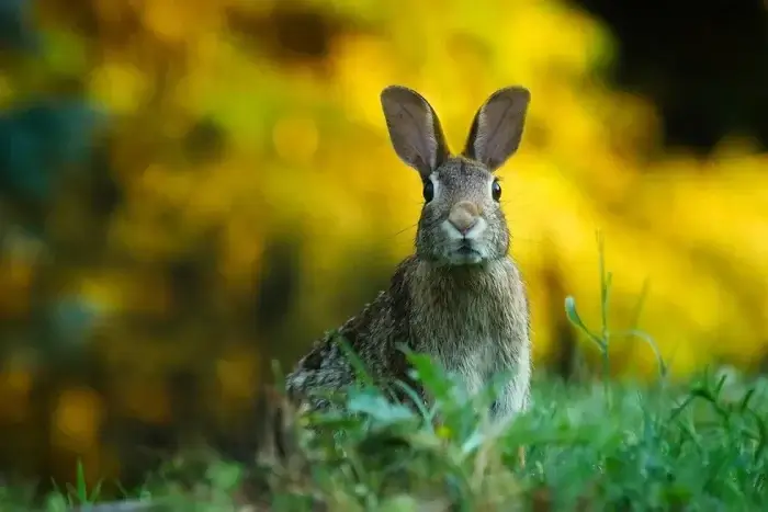 hase im freien schaut in die kamera