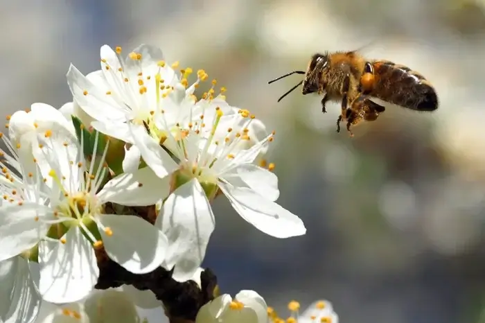 Honigbiene fliegt zu einer Blume