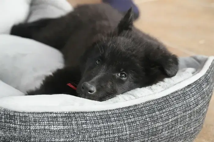 hund liegt in seinem bett und schaut in die kamera