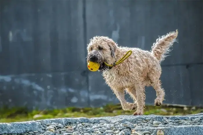 hund rennt mit einem ball in der hand