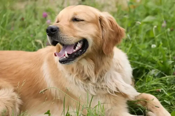 Golden Retriever liegt im Gras