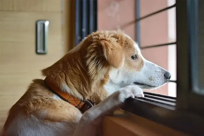 hund schaut aus dem fenster