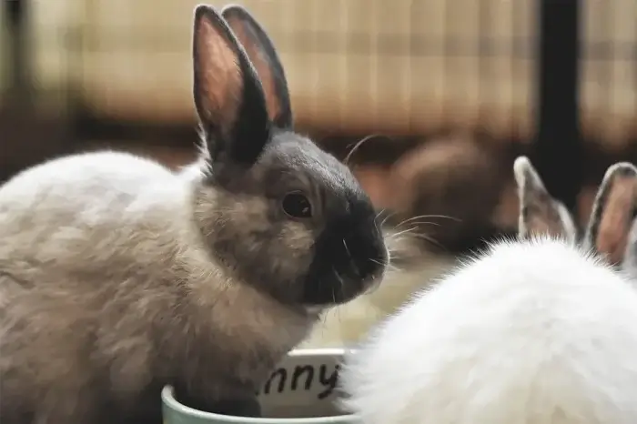 Kaninchen im Gehege am Napf